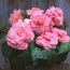 Бегонія Picotee Lace Pink фото