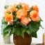 Бегонія Ruffled Apricot фото