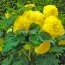 Бегонія Ruffled Yellow фото