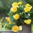 Бегонія Ruffled Yellow фото