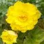 Бегонія Ruffled Yellow фото