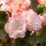 Бегонія Wummi Marmorata, Pink-White фото