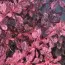 Барбарис Pink Queen фото