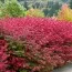 Бруслина Європейська Red Cascade фото
