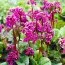 Бергенія Cordifolia фото