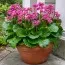 Бергенія Cordifolia фото