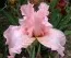 Ірис Beverly Sills фото