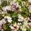 Дейція Kalmiiflora фото