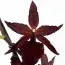 Орхідея Colmonara Billy Bob фото
