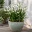 Білоцвіт Gravetye Giant фото