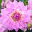 Жоржина Bitsy фото