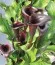 Кала Black Star фото