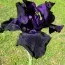 Ірис Black Dragon фото