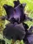 Ірис Black Dragon фото