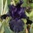 Ірис Black Dragon фото