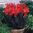 Канна Black Knight фото