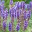 Сальвія Blauhugel фото
