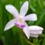 Блетілла Striata Kuchibeni фото