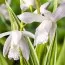 Блетілла Striata Alba Variegated фото