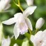 Блетілла Striata Alba Variegated фото