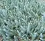Седум Blue Spruce (розсада) фото