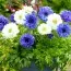 Анемони Blue and White Мікс фото