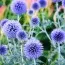 Головатень Blue Glow фото