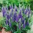 Вероніка Blue Indigo фото