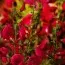 Рокитник Boskoop Ruby фото