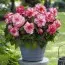 Бегонія Bouton de Rose (Гігантська квітка) фото