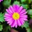 Брахікома Magenta Delight фото