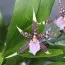 Орхідея Brassia Verona фото