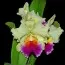Брассолеліокаттлея (Brassolaeliocattleya) фото