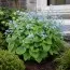 Бруннера Macrophylla фото