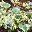 Бруннера Variegata фото