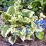 Бруннера Variegata фото