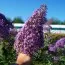 Буддлея Gulliver фото