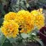 Буддлея Sungold (Санголд) фото