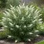 Буддлея White Profusion фото