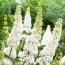 Буддлея White Profusion фото