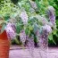 Буддлея Wisteria Lane (Вістерія Лейн) фото