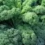 Капуста зелена Кадет фото