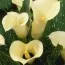 Кала Black Eyed Beauty фото