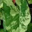 Каладіум Frog in a Blender фото