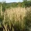 Каламагростіс Arundinacea фото
