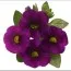 Калібрахоа Aloha Midnight Purple фото