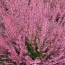 Вереск Marlies фото