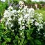 Кампанула Glomerata Alba фото