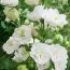 Кампанула La Bello Blanche фото