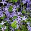 Кампанула Poscharskyana Blue фото